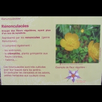 Famille Renonculacees ou Ranunculaceae (txt)
